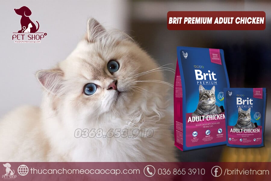Thức ăn cho mèo Anh lông dài trên 12 tháng