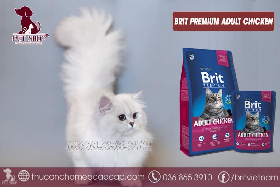 Thức ăn cho mèo Anh lông dài trưởng thành