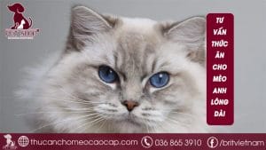 Thức ăn cho mèo Anh lông dài
