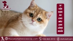 Thức ăn cho mèo Anh lông ngắn