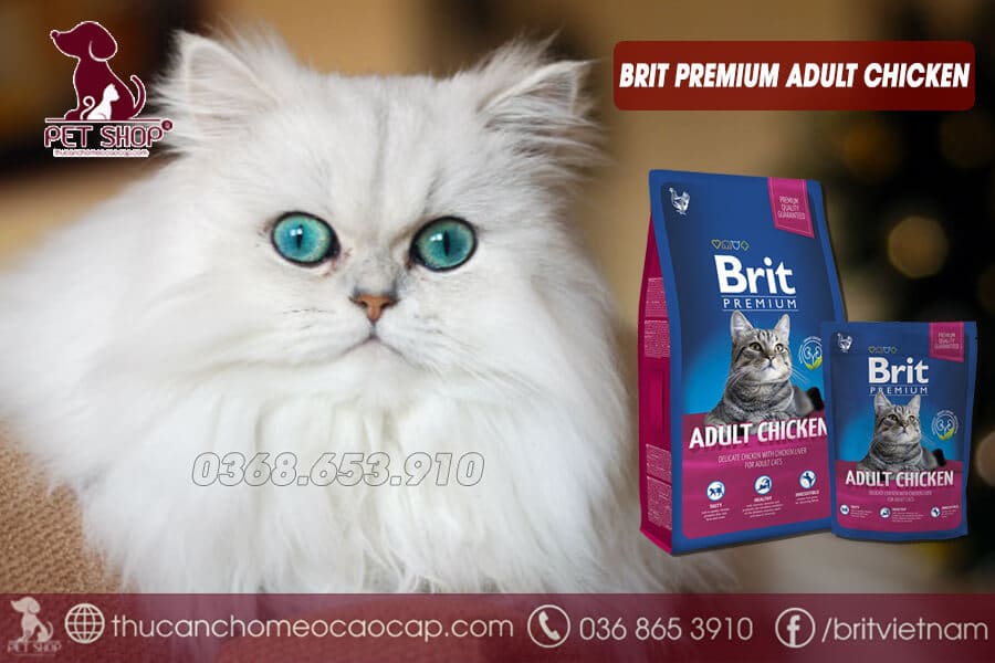 Các loại thức ăn mèo Ba Tư