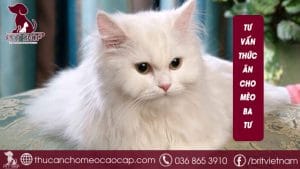 Thức ăn cho mèo Ba Tư