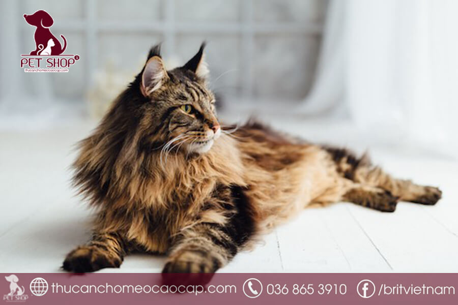 mèo Maine Coon ăn gì