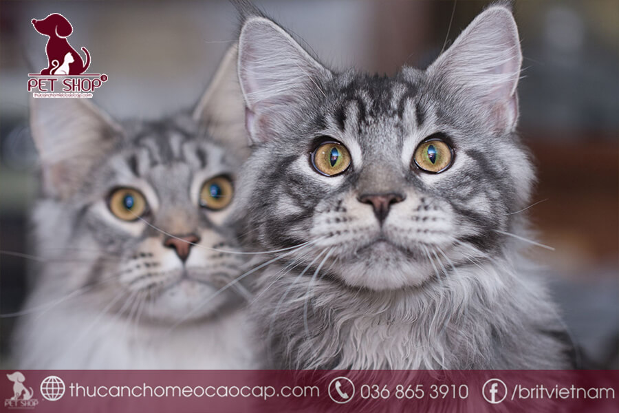 Nguồn gốc mèo Maine Coon