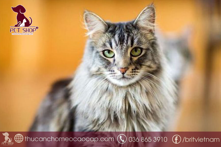mèo Maine Coon trưởng thành