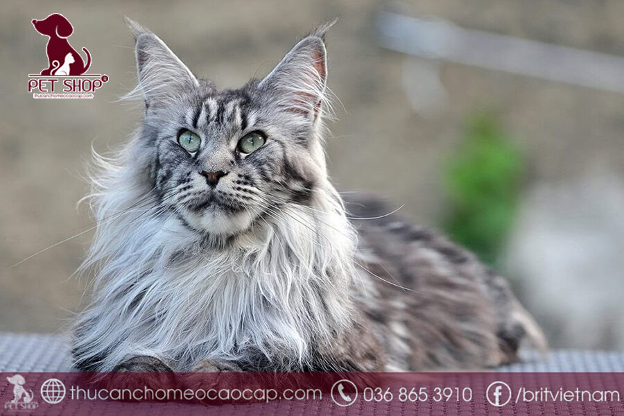 Đặc điểm mèo Maine Coon