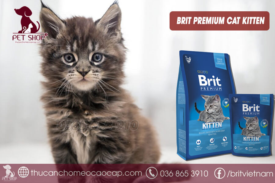 Chế độ ăn cho mèo Maine Coon
