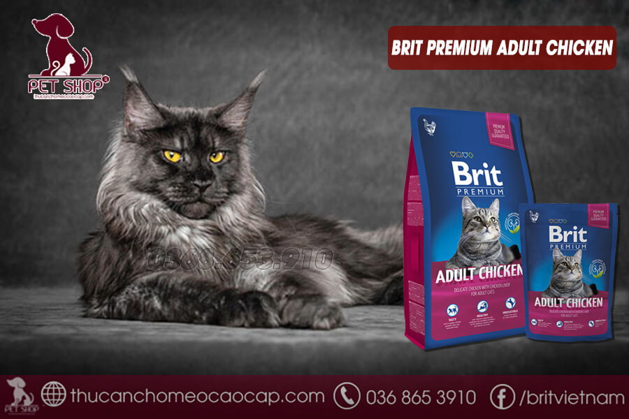 Chú ý trong chế độ ăn của mèo Maine Coon