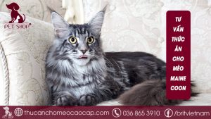 Thức ăn cho mèo Maine Coon
