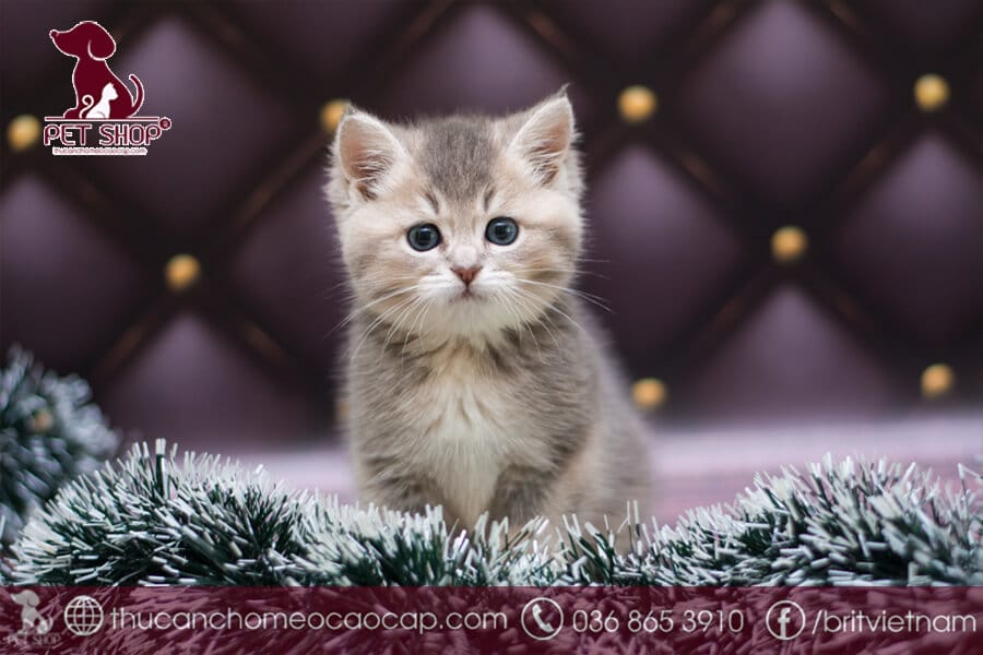 Đặc điểm tính cách mèo Munchkin