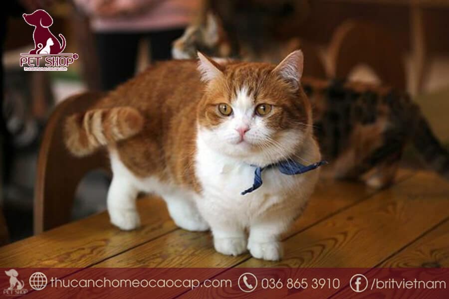 Nguồn gốc mèo Munchkin thuần chủng