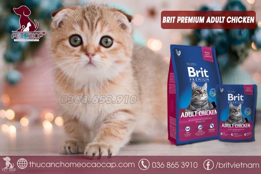 Mèo Munchkin ăn gì?