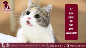 Thức ăn cho mèo Munchkin