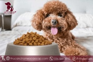 thức ăn hạt cho chó poodle