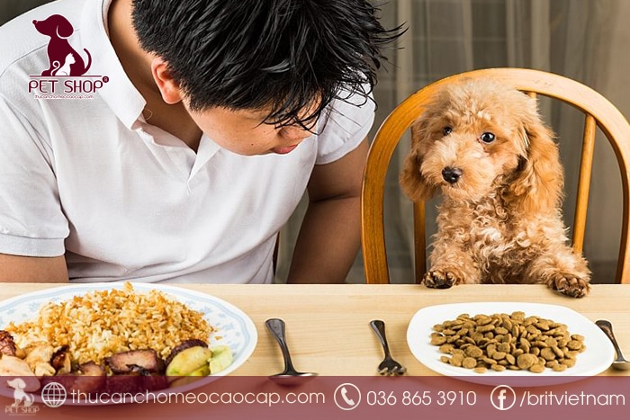 Mua thức ăn hạt cho Poodle cần lưu ý gì