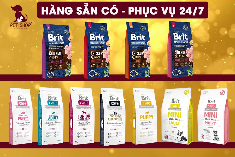 Làm thế nào khi chó poodle không chịu ăn hạt?